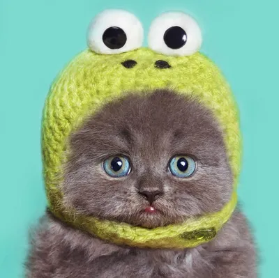 Котенок в шапке лягушки - 34 фото