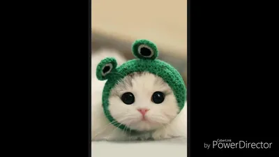 Котенок в шапке лягушки - 40 фото