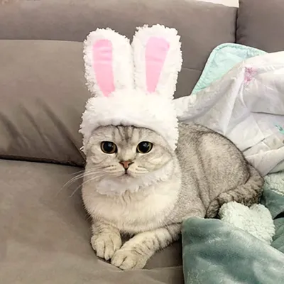 Кот с ушами зайца - 53 фото