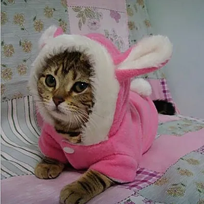 Котенок в пижаме (68 фото)
