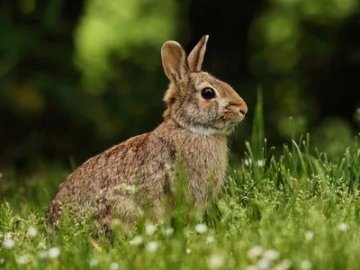 🐰 Кролик: таинственное существо природы | Информация про кролика | Всё на  свете | Дзен