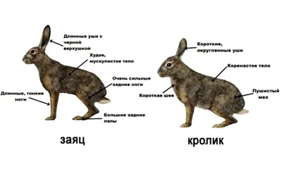 Кролик в клетке Большие уши кролика Стоковое Изображение - изображение  насчитывающей зайчик, любимчик: 155723483