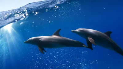 2 дельфина в воде редакционное изображение. изображение насчитывающей  флорида - 153725560