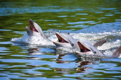 Дельфин в воде рыба в океане прыгает счастливая дружелюбная рыба | Премиум  Фото
