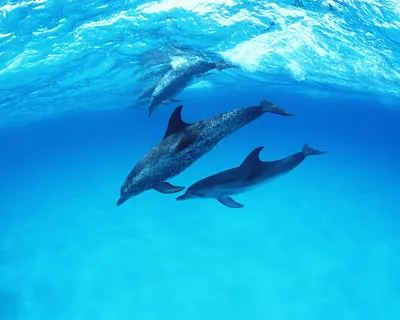 Фотообои Дельфины в воде артикул Anm-233 купить в Оренбург|;|9 |  интернет-магазин ArtFresco