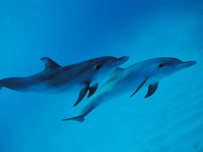 Дельфины Синей Морской Воде Морские Животные Дикой Природы стоковое фото  ©PantherMediaSeller 340858312