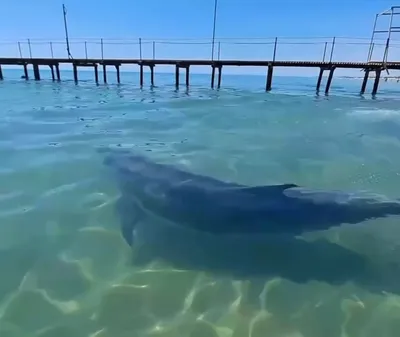 Дельфин плавает розовым в воде в пятницу, фото розового дельфина, дельфин,  вода фон картинки и Фото для бесплатной загрузки