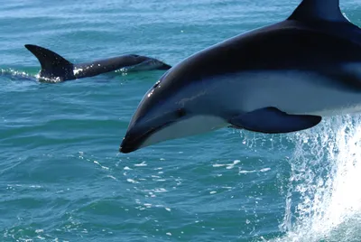 дельфины под водой море океан морской пейзаж Фото Фон И картинка для  бесплатной загрузки - Pngtree