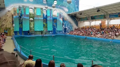 Минский Дельфинарий (@dolphinarium_minsk) • Instagram photos and videos