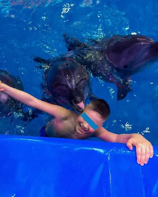 Фото с дельфином немо фотографии