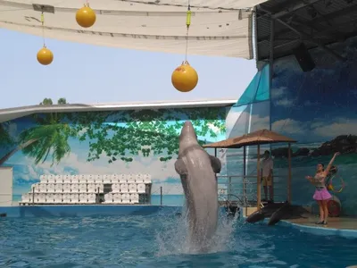 Dolphinarium Nemo Одессы держит необычно чудесную выставку с дельфинами  Редакционное Фото - изображение насчитывающей взволнованности, заплыв:  109427441