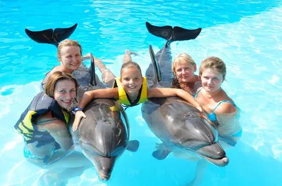 Фото с дельфином цена фотографии
