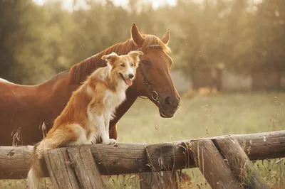 ТОП-30 самых красивых лошадей в мире | My horse story | Дзен