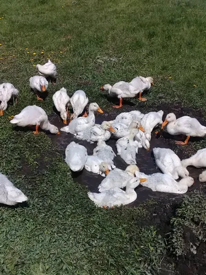 Canard à l'orange - Утка с апельсинами по-французски - пошаговый рецепт с  фото на Готовим дома