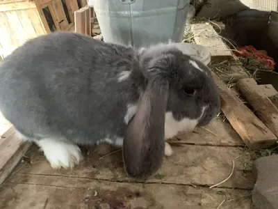 Продажа кроликов - Вот так отдыхает наша красавица🐇. . Набегалась,  напрыгалась, теперь можно и попозировать. . 🐇породы \"французский баран\"  окрас голубой. . #кролик #кролики #продажакроликов #французскийбаран  #мимишки #мимими #мими #измалково #елец ...