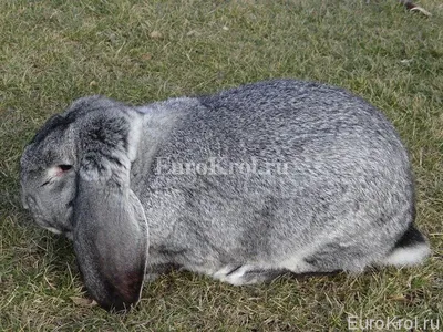 Вислоухий кролик баран - особенности, история, семейство, фото |  LittleRabbit.ru