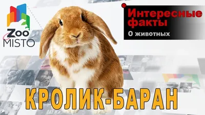 Кролик французский баран шиншилловый | Кролик, Выставки, Дания