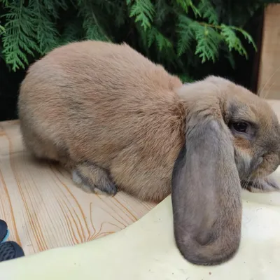 Вислоухий кролик баран - особенности, история, семейство, фото |  LittleRabbit.ru