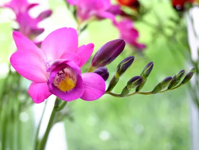Цветок фрезия (100 фото) особенности посадки и ухода