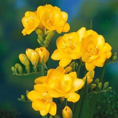 Фрезия махровая Yellow ✔️ купить в Украине, описание, фото, характеристики