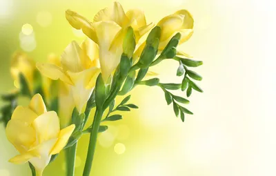 Обои весна, желтая, Yellow, фрезия, Closeup, Freesia картинки на рабочий  стол, раздел цветы - скачать