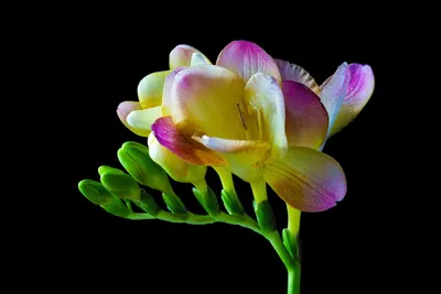 Фрезия Цветок Цвести - Бесплатное фото на Pixabay