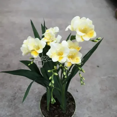 комнатный цветок Фрезия в горшке купить в интернет-магазине /Мильтония/