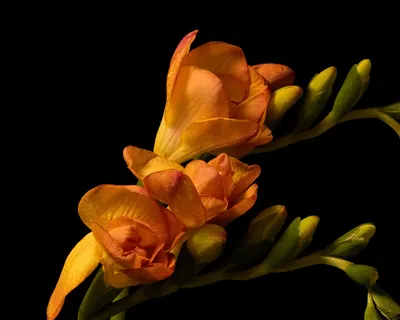 Фрезия картинка #352751 - Картинки Апельсин цветок Фрезия Крупным планом  Бутон на черном фоне - скачать