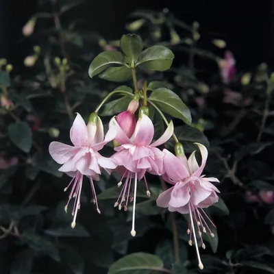 Фуксия Claudia (Клаудия)🌼 - купить рассаду и саженцы в Украине |  FLORIUM.UA✓