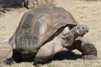 Галапагосская черепаха фото