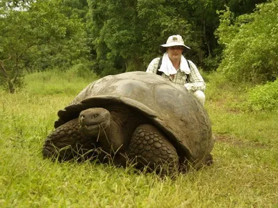 Галапагосская черепаха: История о том, почему карантин нарушать нельзя |  Книга животных | Дзен