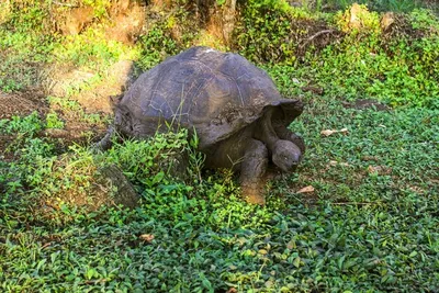 Галапагосская черепаха 🐢 и …» — создано в Шедевруме