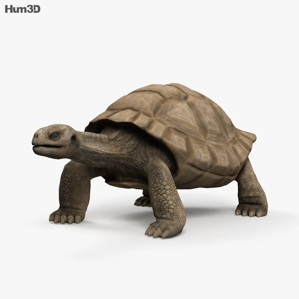 Черепаха 3д. Черепаха модель. Черепашка 3д модель. Панцирь черепахи 3 д модель.
