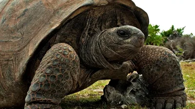 Ecuador Wonders - Интересные факты о Галапагосских черепахах Гигантская галапагосская  черепаха - самый крупный вид черепах, который существует на Земле. В дикой  природе достигает 300 кг (даже больше в неволе) и, как