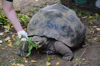 картинки : Crocodile tortoise, Позвоночный, Рептилия, Галапагосская черепаха,  Земное животное, Chelonoidis, Черепаха суслика, Общая привязка черепахи,  Дикая природа, Pond turtle, организм, зоопарк, Морда, Боксерская черепаха,  трава, приспособление ...