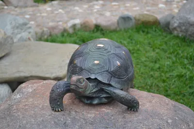 Королева всех черепах - галапагосская или слоновая черепаха | Tortoise,  Galapagos tortoise, Animal photography