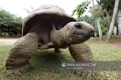 Гигантская галапагосская черепаха гуляет по земле | Премиум Фото