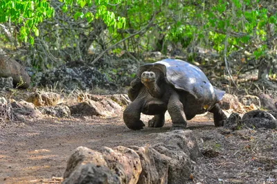 Галапагосская черепаха Диего, спасшая свой вид от вымирания, вышла на  пенсию | Sobaka.ru