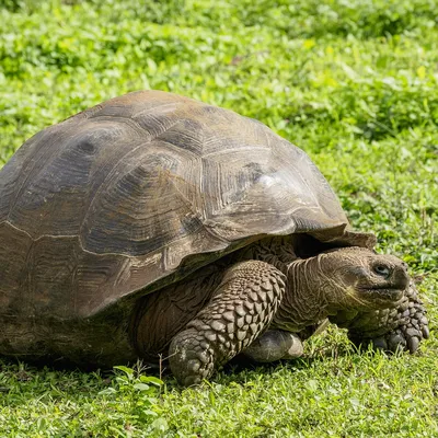 картинки : камень, Галапагосская черепаха, Рептилия, Pond turtle,  Chelonoidis, Общая привязка черепахи, Черепаха суслика, Земное животное,  трава, морская черепаха, зоопарк, организм, Боксерская черепаха,  Geoemydidae 4608x3072 - - 1624954 - красивые ...