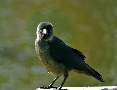 Обычные необычные птицы галки - верные, красивые, умные | Не просто о жизни  | Дзен
