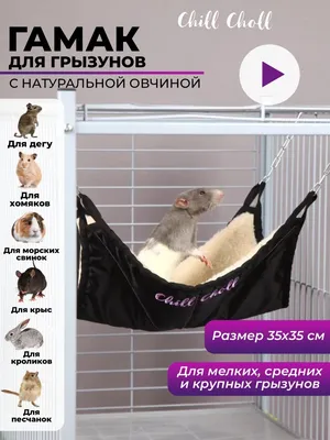 Морские свинки и гамак / SvinkiShow - YouTube