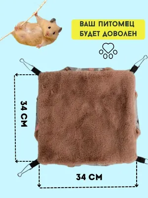 Морская свинка Розетка купить в зоомагазинах Зоо43 в Кирове