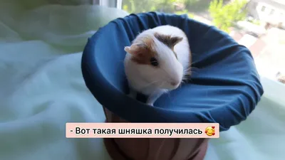 Гамак для животных PETTYPETS Гамак для грызунов - купить по выгодным ценам  в интернет-магазине OZON (1075658788)