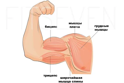 Упражнения для накачки бицепса с помощью сборных гантелей. Интернет-магазин  FitnessLook.ru