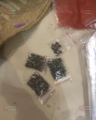 Кокаин, гашиш и галюциногенные грибы: сочинские полицейские нашли у  приезжего более 1,5 кг наркотиков - Новости Сочи