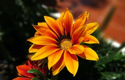 Обои цветок, лето, свет, оранжевый, яркий, темный фон, сад, гацания  картинки на рабочий стол, раздел цветы - скачать