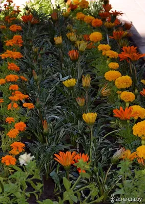 Гацания- солнечный цветок!: Группа Клумбы и цветники