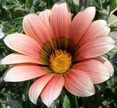 Газания блестящая (Gazania splendens) - описание сорта, фото, саженцы,  посадка, особенности ухода. Дачная энциклопедия.