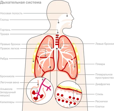 Пневмония: симптомы воспаления легких, как лечить и может ли пройти сама,  причины и диагностика, виды пневмонии, внебольничная и вирусная