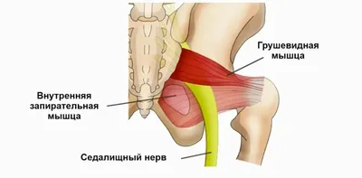 Где находится грушевидная мышца фотографии